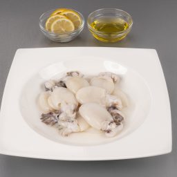 Baby Cuttlefish