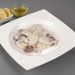 Baby Cuttlefish