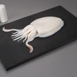 Cuttlefish Whole