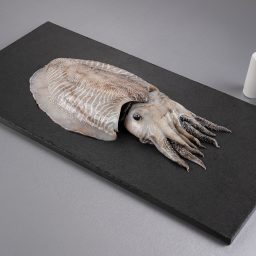 Cuttlefish Whole